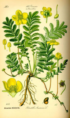 Argentina,
silverweed Argentina,
silverweed