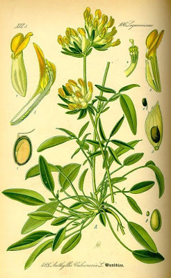 Common kidney-vetch Common kidney-vetch