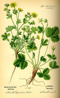 Barren Strawberry Barren Strawberry