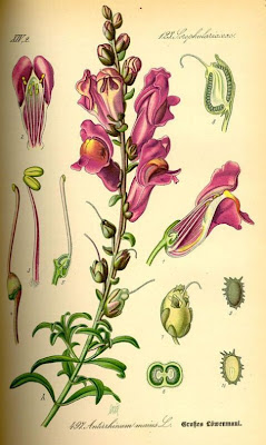 Garden snapdragon