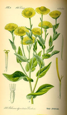 Incensaria comune