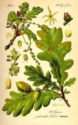 Quercus pedunculata