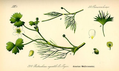 Ranunculus aquatilis L.