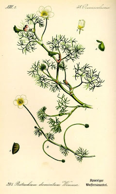 Ranunculus circinatus,
,
buttercup,
Fan Leaved Water Crowfoot,
Ranuncolo circinnato