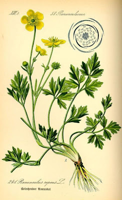 Crescione selvatico Crescione selvatico