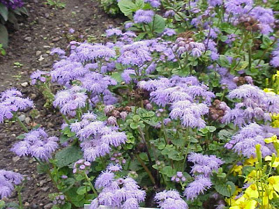 Ageratum houstonianum,
ageratum,
ageratum du Mexique,
ag&eacute;rato,
blue billygoat-weed,
bluemink,
flossflower,
Mexican ageratum,
Mexikaanse ageratum,
mexikanischer Leberbalsam