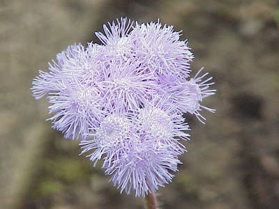 Ageratum houstonianum,
ageratum,
ageratum du Mexique,
ag&eacute;rato,
blue billygoat-weed,
bluemink,
flossflower,
Mexican ageratum,
Mexikaanse ageratum,
mexikanischer Leberbalsam