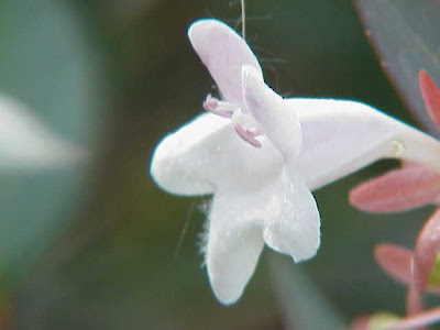 Abelia floribunda,
Mexican abelia