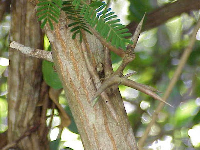 Acacia collinsii,
bull horn acacia