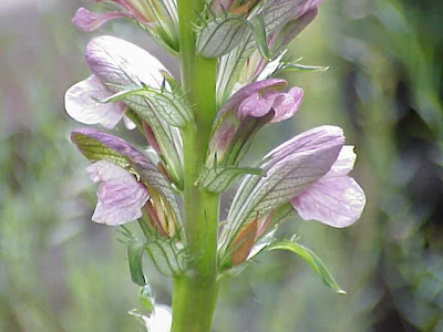 Acanthus balcanicus