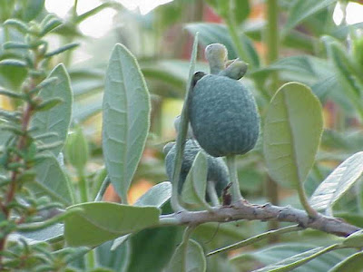 Acca sellowiana,
falso guayabo,
feijoa,
goiaba-do-campo,
goiabeira-serrana,
guayaba brasilera,
guayaba chilena,
pineapple-guava