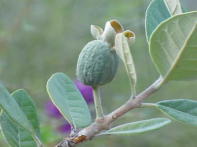 Acca sellowiana,
falso guayabo,
feijoa,
goiaba-do-campo,
goiabeira-serrana,
guayaba brasilera,
guayaba chilena,
pineapple-guava