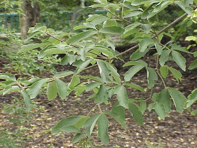 Acer griseum,
Chinese paperbark maple,
paperbark maple,
Zimtahorn Acer griseum,
Chinese paperbark maple,
paperbark maple,
Zimtahorn