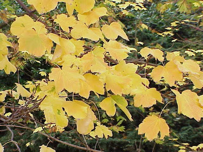 Acer opalus obtusatum Acer opalus obtusatum