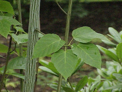Goosefoot Goosefoot