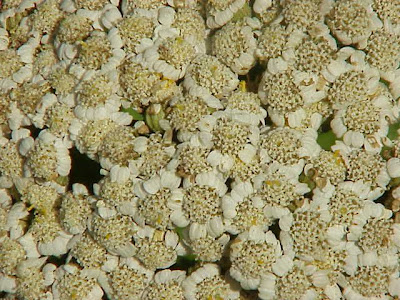 Achillea macrophylla L.