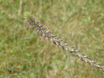 Achyranthes aspera L.