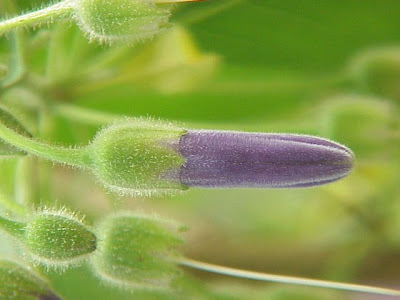 Acnistus australis Acnistus australis