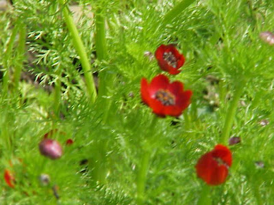 Adonis annua,
Adonide annua,
blooddrops,
Fior d'Adone,
Pheasant's Eye,
pheasant's-eye