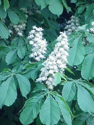 Castaño de Indias Castaño de Indias