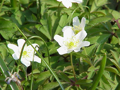 Anemonoides nemorosa (L.) Holub
