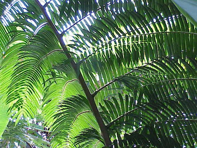 Madagascar tree fern Madagascar tree fern