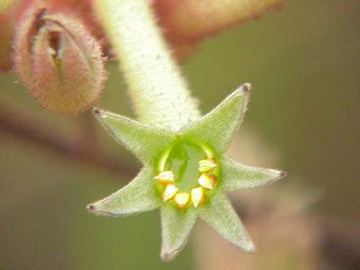 Tall kangaroo-paw