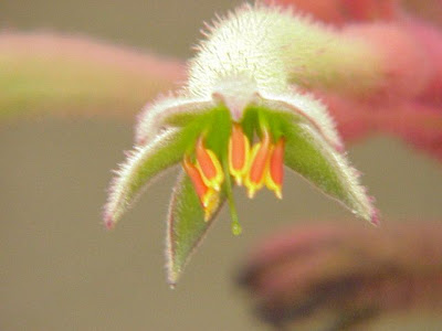 Tall kangaroo-paw