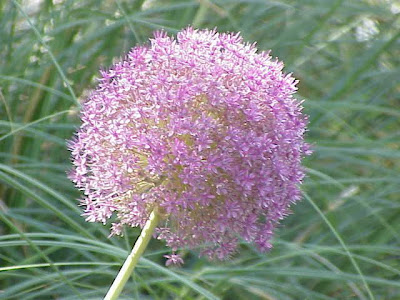 Ail g�ant de l'Himalaya