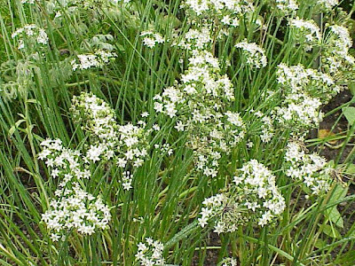 Chinese chives Chinese chives