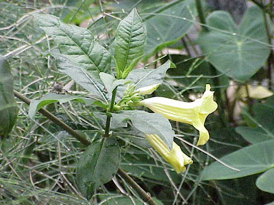 Bush allamanda