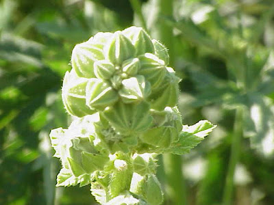 Chinesische Stockrose Chinesische Stockrose