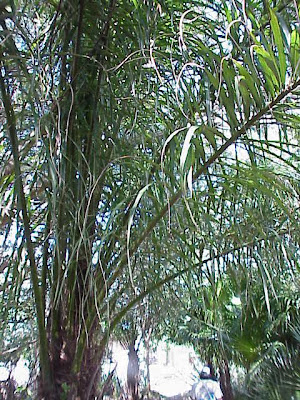 Acrocomia mexicana Acrocomia mexicana