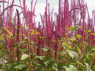 Amaranthus cruentus L.