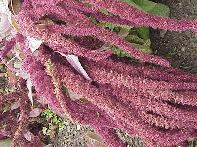 Amaranthus hybridus