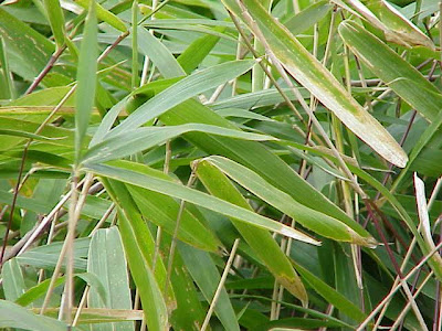 Dwarf bamboo Dwarf bamboo