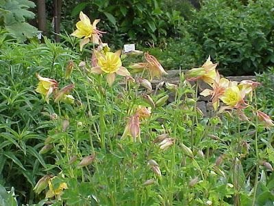 Dailey's columbine Dailey's columbine