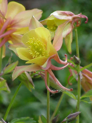 Dailey's columbine Dailey's columbine