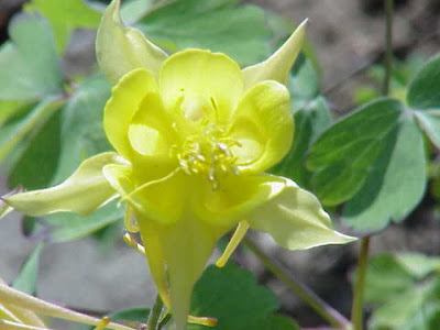 Golden columbine