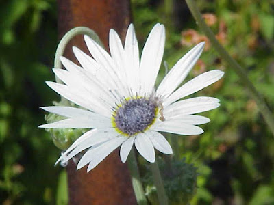 African daisy African daisy