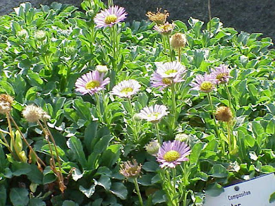 Alpine aster Alpine aster