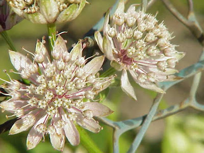 Astrantia major,
astrantia,
Astranzia maggiore,
greater masterwort,
Mountain Sanicle Astrantia major,
astrantia,
Astranzia maggiore,
greater masterwort,
Mountain Sanicle