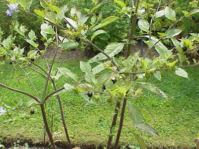 Atropa bella-donna,
belladonna Atropa bella-donna,
belladonna