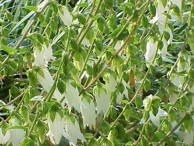 Campanula alliariifolia