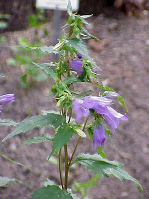 Campanula bononiensis L.