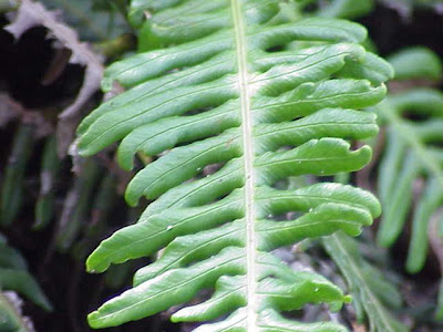 Deer fern Deer fern