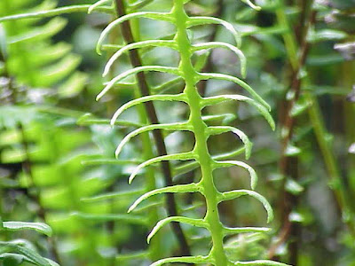 Deer fern Deer fern