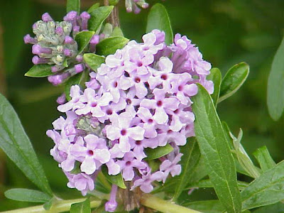 Buddleia alternifolia Buddleia alternifolia