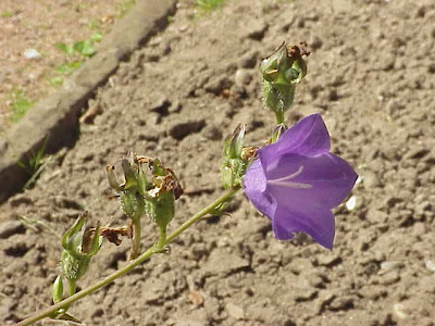 Campanula bienne Campanula bienne