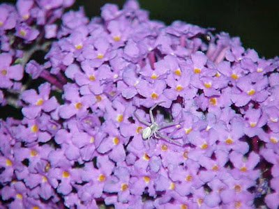 Buddleia davidii